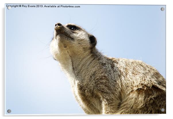 Meerkat lookout Acrylic by Roy Evans