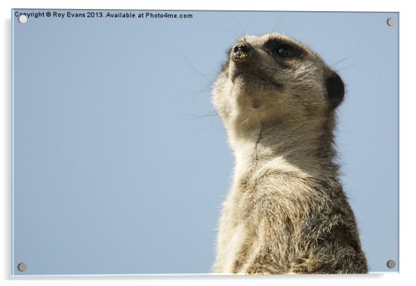 Meerkat lookout 2 Acrylic by Roy Evans