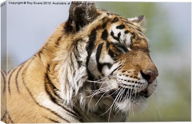 Tiger relaxing Canvas Print by Roy Evans