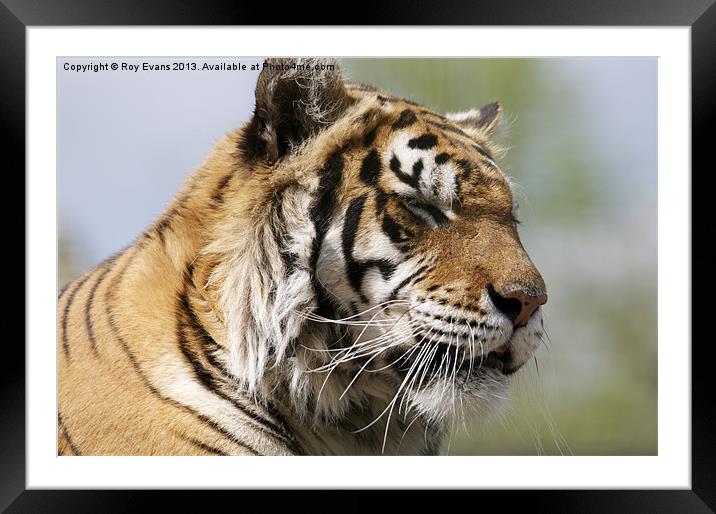 Tiger relaxing Framed Mounted Print by Roy Evans