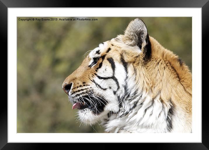 Tiger relaxes pt2 Framed Mounted Print by Roy Evans