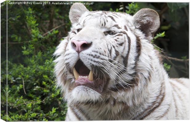 White Tiger Canvas Print by Roy Evans