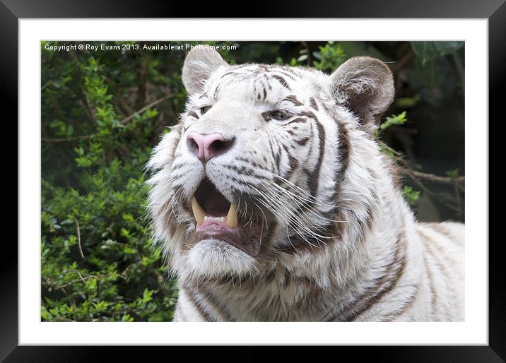 White Tiger Framed Mounted Print by Roy Evans
