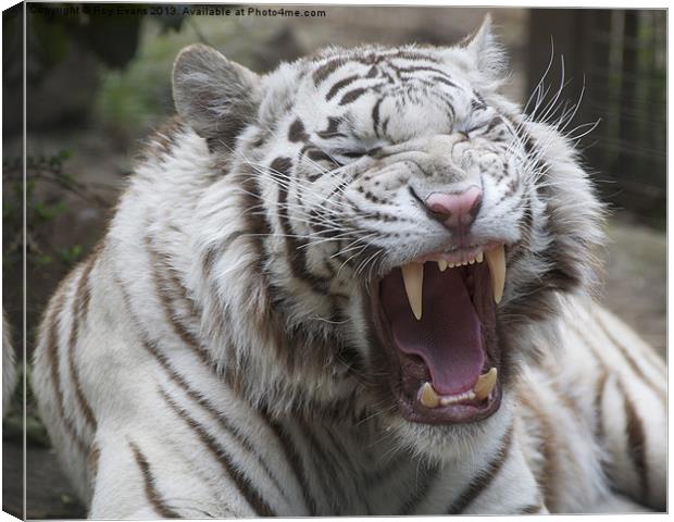 White Tiger Snarl Canvas Print by Roy Evans