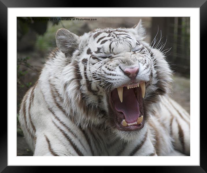White Tiger Snarl Framed Mounted Print by Roy Evans