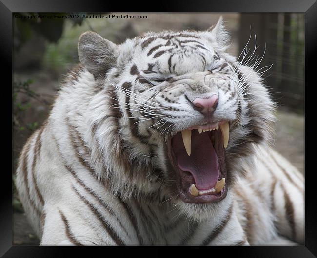 White Tiger Snarl Framed Print by Roy Evans