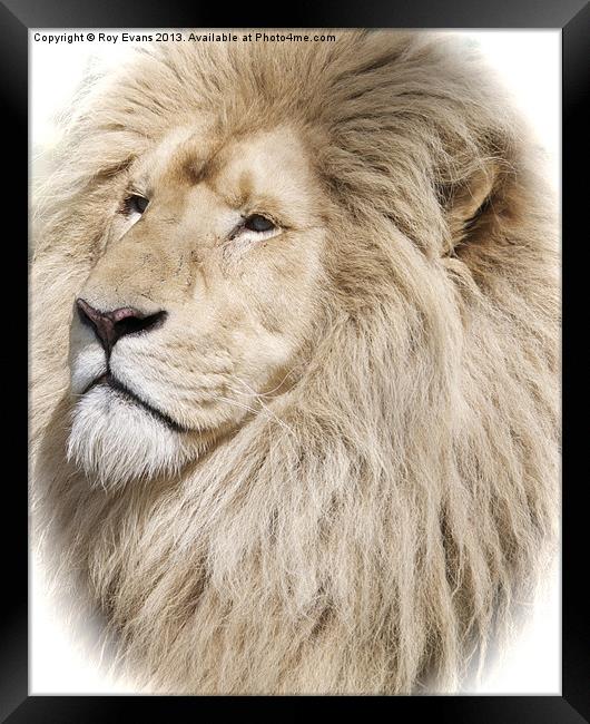 White Lion portrait Framed Print by Roy Evans