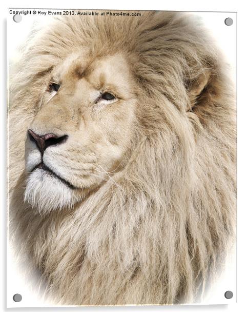 White Lion portrait Acrylic by Roy Evans