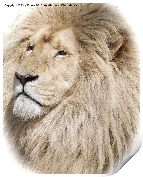 White Lion portrait Print by Roy Evans