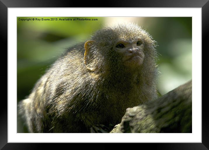 Monkey Climb Framed Mounted Print by Roy Evans