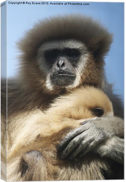 Primate hugs baby Canvas Print by Roy Evans