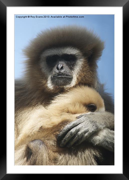 Primate hugs baby Framed Mounted Print by Roy Evans