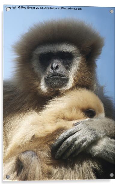 Primate hugs baby Acrylic by Roy Evans
