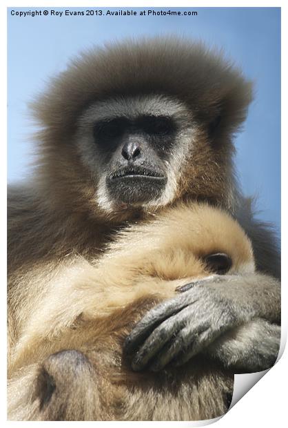 Primate hugs baby Print by Roy Evans