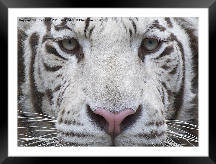 White tiger eyes Framed Mounted Print by Roy Evans