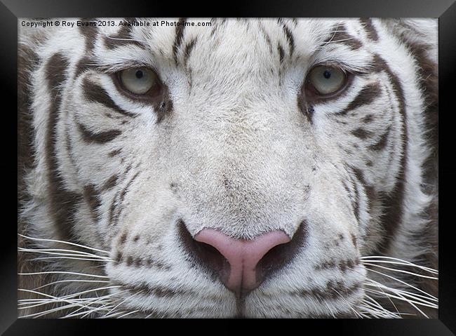 White tiger eyes Framed Print by Roy Evans
