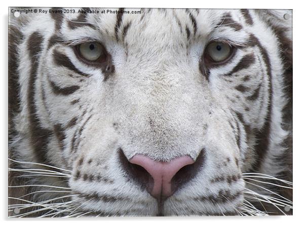 White tiger eyes Acrylic by Roy Evans