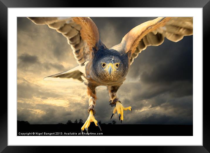 Death Comes on Silent Wings Framed Mounted Print by Nigel Bangert