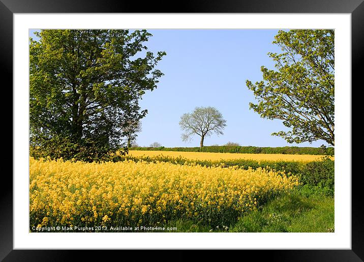Canola Rape Seed Oil Fields and Spring Foliage Framed Mounted Print by Mark Purches