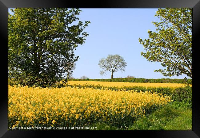 Canola Rape Seed Oil Fields and Spring Foliage Framed Print by Mark Purches