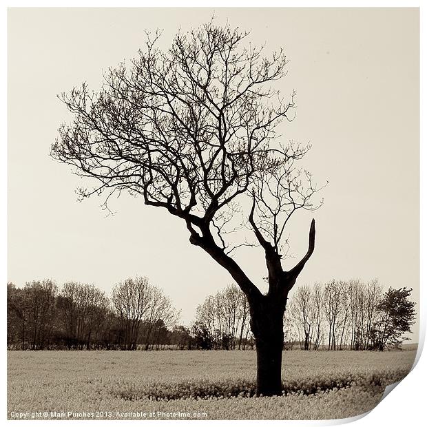 Naked and Vulnerable Leafless Tree Print by Mark Purches