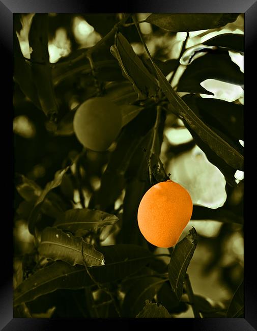 Mango Framed Print by Arfabita  
