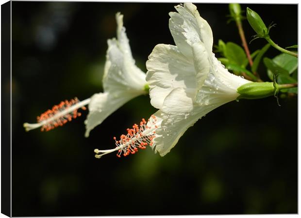Partially Bloomed White Hibiscus Flower Canvas Print by Sajitha Nair