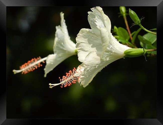Partially Bloomed White Hibiscus Flower Framed Print by Sajitha Nair