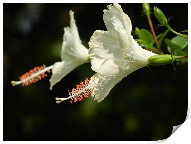 Partially Bloomed White Hibiscus Flower Print by Sajitha Nair