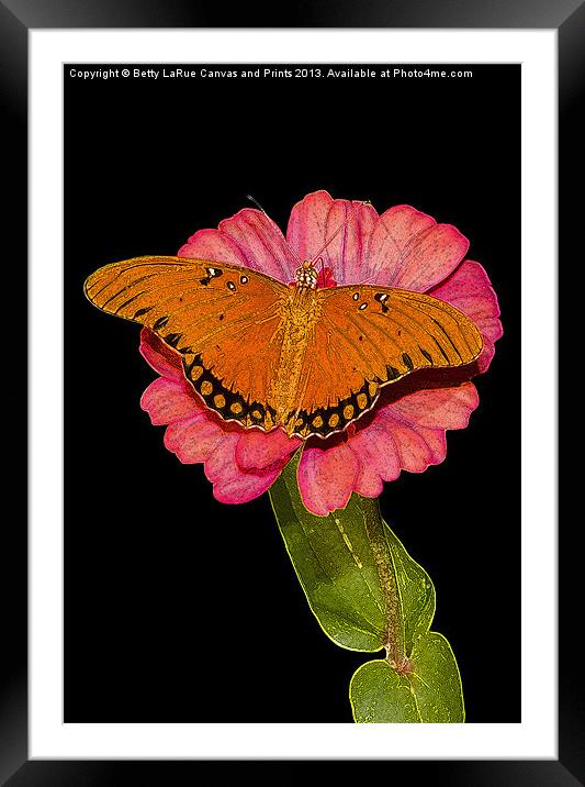 Gulf Fritillary Butterfly Framed Mounted Print by Betty LaRue
