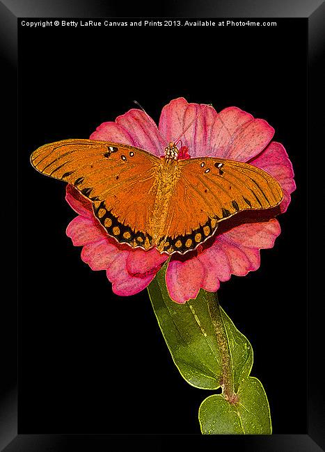 Gulf Fritillary Butterfly Framed Print by Betty LaRue
