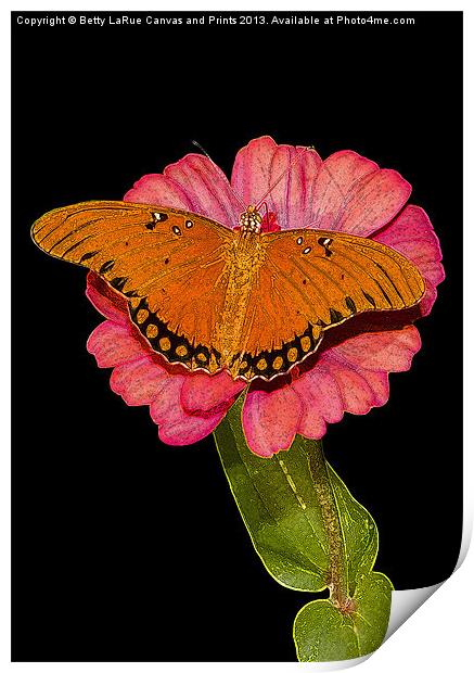 Gulf Fritillary Butterfly Print by Betty LaRue
