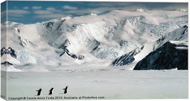 Cape Hallett Antarctica Canvas Print by Carole-Anne Fooks