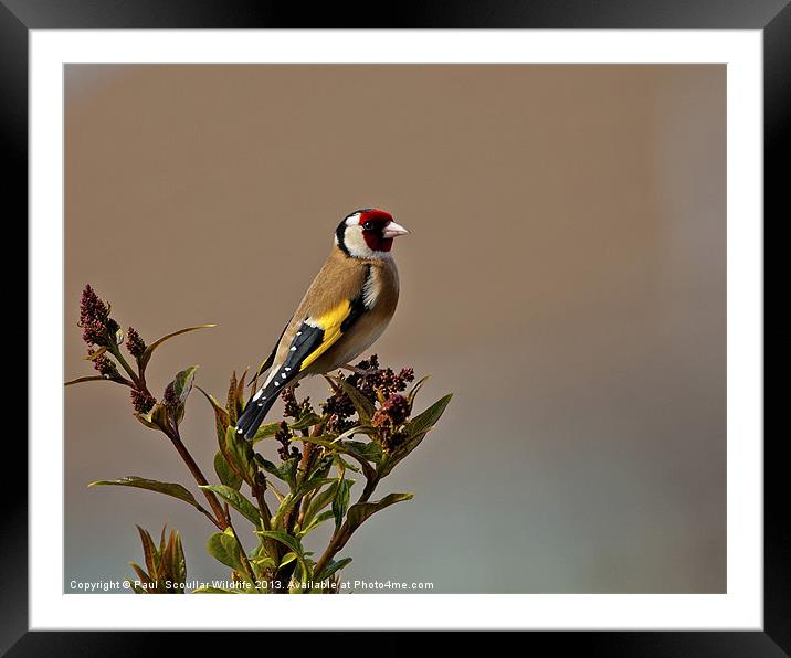 Goldfinch Framed Mounted Print by Paul Scoullar