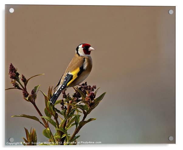 Goldfinch Acrylic by Paul Scoullar