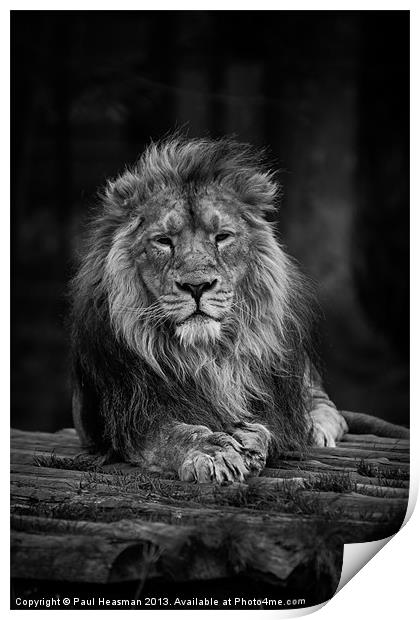 Lion Print by P H
