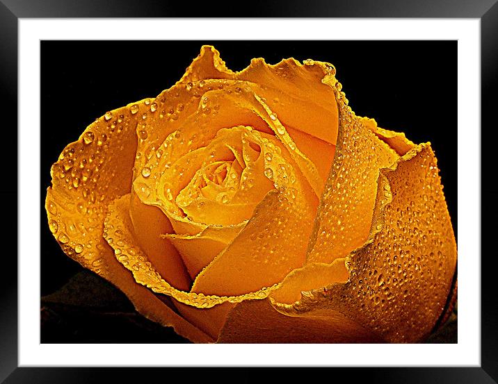 Wet Rose Framed Mounted Print by Dave Watson
