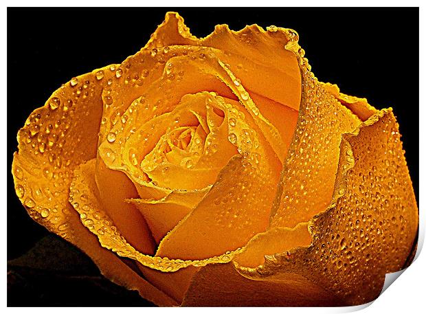 Wet Rose Print by Dave Watson