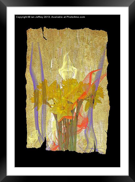 Daffodil Art Framed Mounted Print by Ian Jeffrey