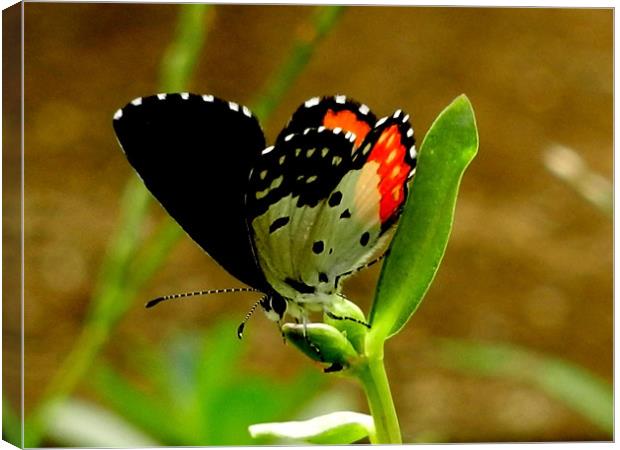 Butterfly Drinking Nectar Canvas Print by Sajitha Nair