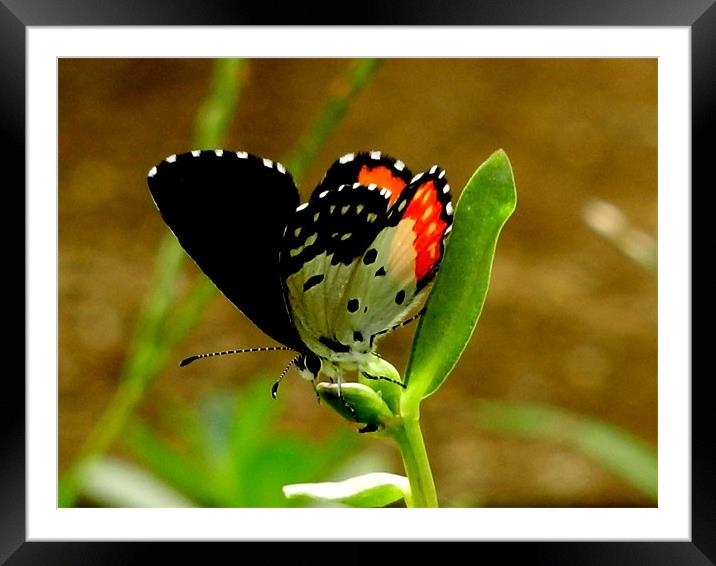 Butterfly Drinking Nectar Framed Mounted Print by Sajitha Nair