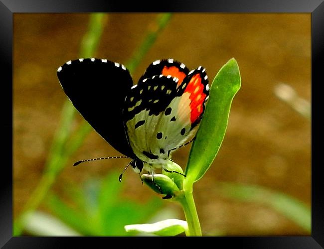 Butterfly Drinking Nectar Framed Print by Sajitha Nair