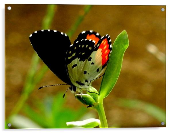 Butterfly Drinking Nectar Acrylic by Sajitha Nair