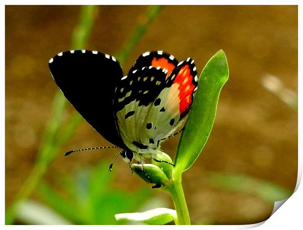 Butterfly Drinking Nectar Print by Sajitha Nair