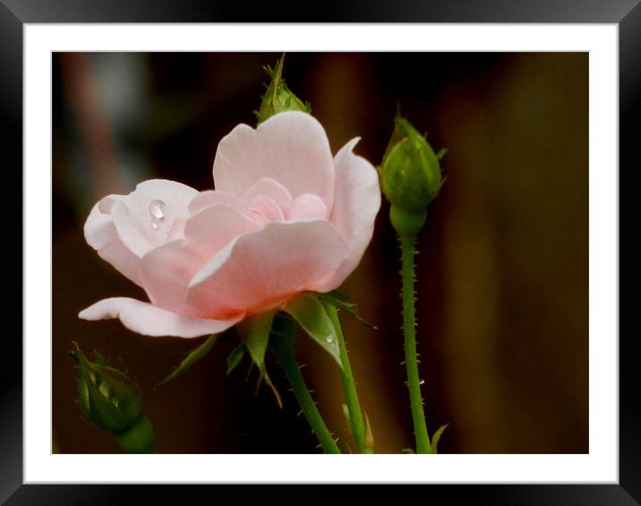 Rose With a Dew Droplet Framed Mounted Print by Sajitha Nair