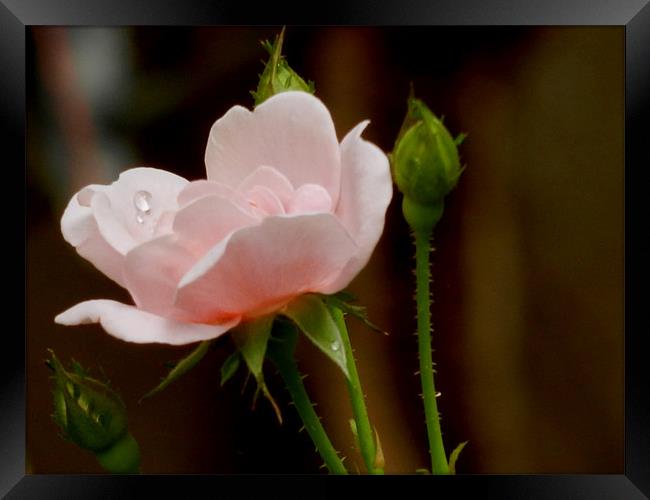 Rose With a Dew Droplet Framed Print by Sajitha Nair