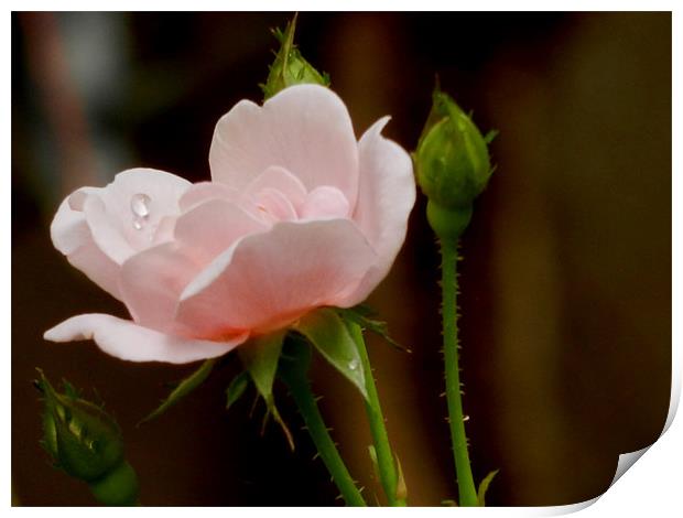 Rose With a Dew Droplet Print by Sajitha Nair