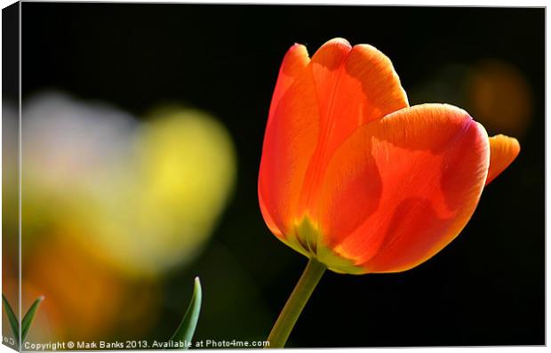 Tulip Canvas Print by Mark  F Banks