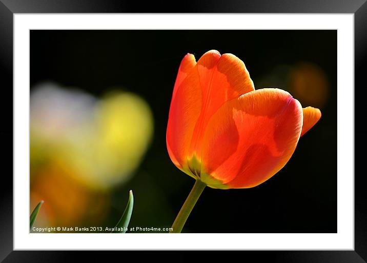 Tulip Framed Mounted Print by Mark  F Banks