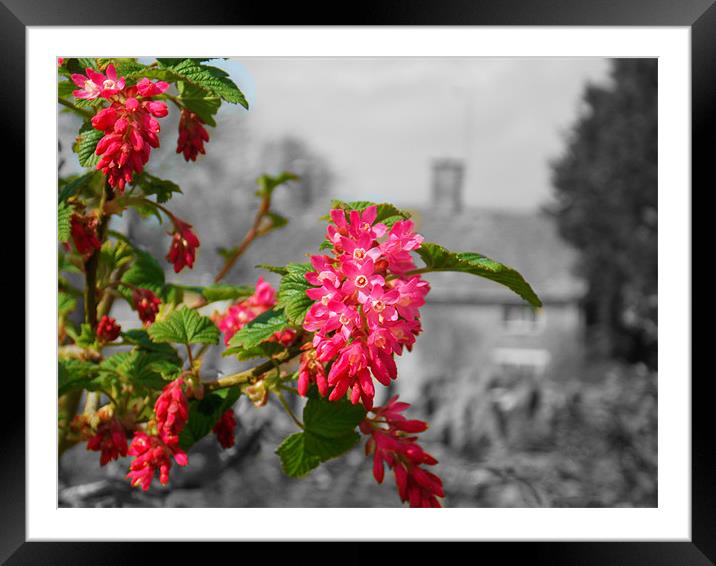 Spring Bloom Framed Mounted Print by Grove Road Photography